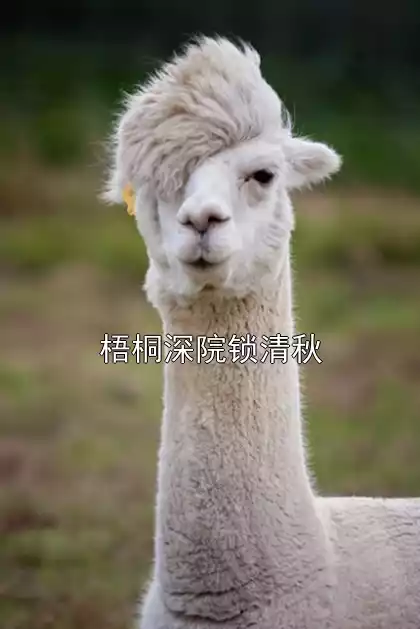 梧桐深院锁清秋